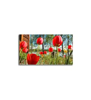 DBSanatevi Kırmızı Lale Tablo 50 X 70 Cm