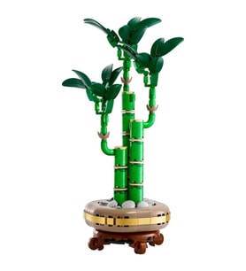 Botanicals Şans Bambusu 10344
