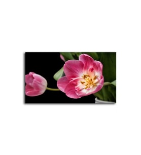 DBSanatevi Pembe Lale Tablo 60 X 80 cm