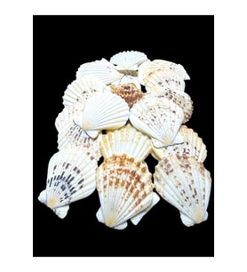 Deniz Kabukları 100 Gr NO-5-PECTENMASTARENSİS