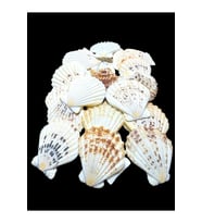 Deniz Kabukları 100 Gr NO-5-PECTENMASTARENSİS