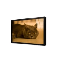 Kedi Çerçeveli Cam Tablo