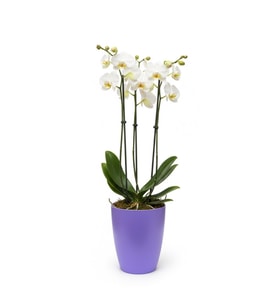 Dekoratif Saksı 1.25 L - Lila + Saksı Yetiştirme Saksısı Hediye(12 Pot 1 Adet)