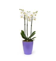 Dekoratif Saksı 1.25 L - Lila + Saksı Yetiştirme Saksısı Hediye(12 Pot 1 Adet)