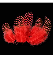 50ADET PUANTİYELİ KIRMIZI SİYAH KUŞ TÜYÜ KIRMIZI KUŞ TÜYÜ RED BIRD FEATHER KIRMIZI ŞEFFAF BALON TÜYÜ