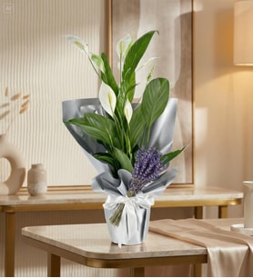 BUKET KAGIDINDA SPATİFİLYUM TASARIM