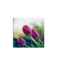 Pembe Laleler Tablo 70 X 70 Cm