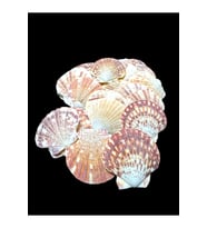 Deniz Kabukları 100 Gr NO-7-VİXİLLİUMNATUREL