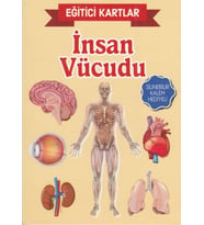 Eğitici Kartlar İnsan Vücudu