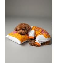 Tiger Köpek Uyku Takımı  Pamuklu Penye Köpek Tulumu ve Mini Yastık  Küçük Irklar İçin  Tüy Dökülmesini Azaltır (Turuncu-Beyaz)