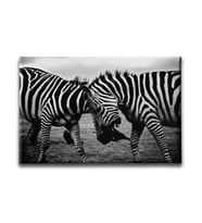 Zebra Kanvas Tablo HYY125
