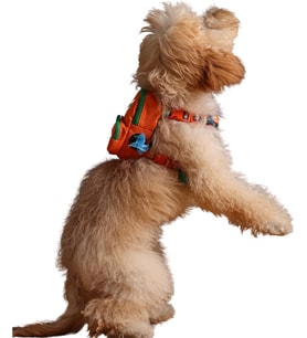 Design, Turuncu, Çantalı Göğüs Tasması, Köpek Sırt Çantası – 2’si 1 Arada Göğüs Tasması Fonksiyonlu, Ayarlanabilir, Küçük & Büyük Irklar için, Small