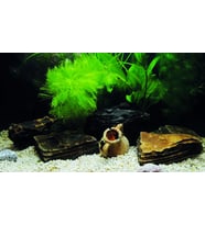 Kanki Pet KP8550033 Akvaryum Arka Fon Yapıştırma 85 x 50 CM