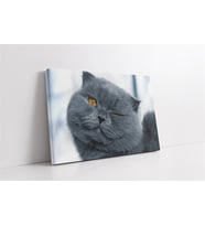 Gri Kedi