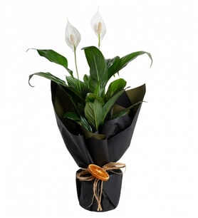 Siyah Ambalajda Spathiphyllum (Spatifilyum)