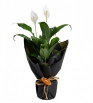 Siyah Ambalajda Spathiphyllum (Spatifilyum)