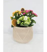 Geometrik Çizgili Saksıda Kalanchoe Bahçesi