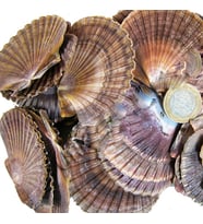Tahtakale Toptancı Pecten Dıegensis Kiloluk Deniz Kabuğu (1 KG)