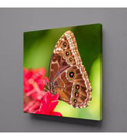 KAHVERENGİ KELEBEK KANVAS TABLO 40x40cm (Karışık)