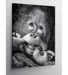 Kanvas Tablo Gülümseyen Orangutan