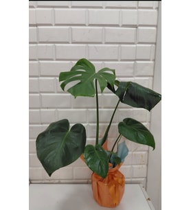 Fetiye monstera