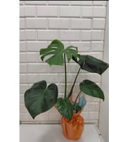 Fetiye monstera