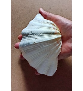 Büyük Deniz Kabuğu Tridacna Gigas 32TG