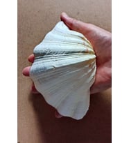 Büyük Deniz Kabuğu Tridacna Gigas 32TG