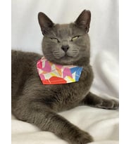 Autumn Kedi Bandana, Fular, Kedi Kıyafeti Kedi Elbisesi, Kedi Tasması (Karışık)