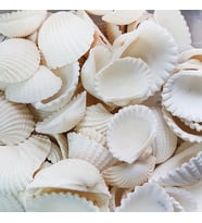 Anadara Granosa Kiloluk Deniz Kabuğu (1 KG)