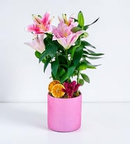 Pembe Beton Saksıda Pembe Lilyum