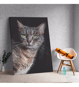 Yakın Çekim Kedi Temalı Dekoratif Kanvas Tablo