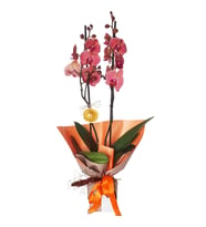 Premium Ateş Orkide 2 Dallı Phalaenopsis Coral