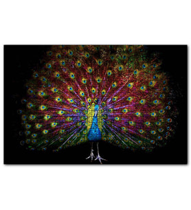 Cakapuzzle Görkemli Kuyruğuyla Tavus Kuşu Karanlık Arkaplan Puzzle Yapboz MDF (Ahşap) (120 Parça)