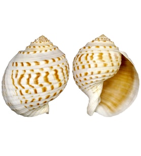 Tuna Tessellata  10-13 CM
