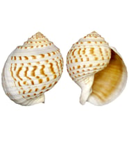 Tuna Tessellata  10-13 CM
