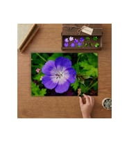Mor Sardunya Çiçeği Tasarımı 240 parça Ahşap Puzzle Ahşap Kutuda MP05425