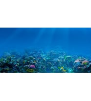 Kanki Pet KP1055209 Akvaryum Arka Fon Yapıştırma 105 x 52 CM