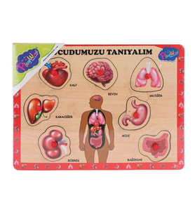 ONY-287 288 Ahşap Tutmalı Vücumuzu Tanıyalım -