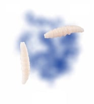 SPIINX LARVA SİLİKON YEM 35MM 14LÜ PEYNİR AROMALI RENK: JANJAN 41