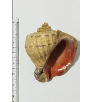 Deniz Kabuğu Gongaz - Büyük Boy 10-14 Cm - 1 Adet