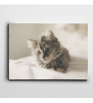 Yavru Kedi Kanvas Tablo