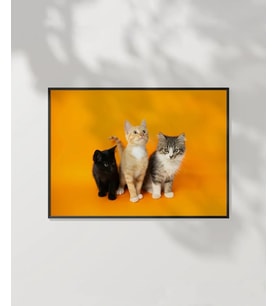 1. Renkli Kedi Üçlüsü Poster