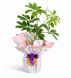 Polimer Saksıda Schefflera