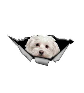 Sevimli Maltese Cinsi Köpek Araba Sticker Yapıştırması model6