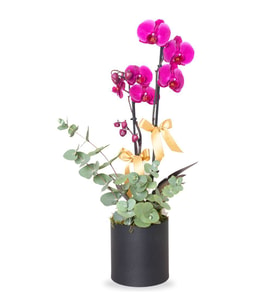 Purple Orchid