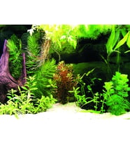 Kanki Pet KP5540036 Akvaryum Arka Fon Yapıştırma 55 x 40 CM