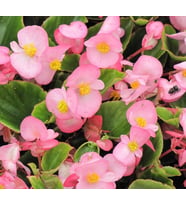 Tohumu (Şeker - Yeşil Yaprak) Pembe Renkli - 40 Tohum