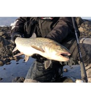 Apia Grandage Northern Lights 106ML 320cm 8-40gr Spin Olta Kamışı