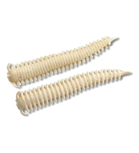Berkley Gulp Alive Sandworm 5cm 24 Adet Silikon Kurt White